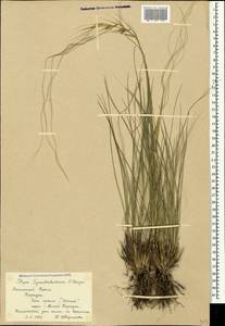 Stipa syreistschikowii P.A.Smirn., Crimea (KRYM) (Russia)
