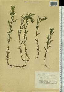 Artemisia glauca Pall. ex Willd., Siberia, Altai & Sayany Mountains (S2) (Russia)