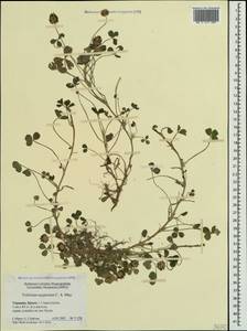 Trifolium fragiferum subsp. bonannii (C.Presl)Sojak, Crimea (KRYM) (Russia)