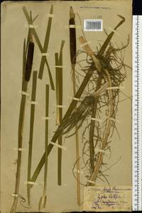 Typha latifolia L., Siberia, Russian Far East (S6) (Russia)