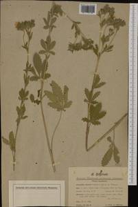Potentilla recta subsp. obscura (Willd.) Arcang., Western Europe (EUR) (Czech Republic)