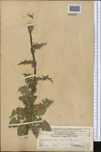 Sonchus asper (L.) Hill, Middle Asia, Western Tian Shan & Karatau (M3) (Kazakhstan)