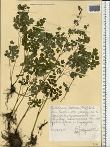 Thalictrum minus subsp. elatum (Jacq.) Stoj. & Stef., Eastern Europe, Northern region (E1) (Russia)