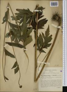 Rudbeckia laciniata L., Western Europe (EUR) (Italy)