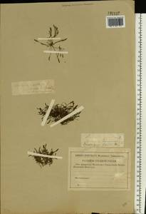 Limosella aquatica L., Eastern Europe, Central forest-and-steppe region (E6) (Russia)