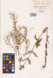 Epilobium pseudorubescens A. K. Skvortsov, Eastern Europe, North Ukrainian region (E11) (Ukraine)