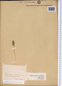 Lallemantia royleana (Benth.) Benth., Middle Asia, Syr-Darian deserts & Kyzylkum (M7)