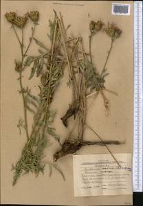 Centaurea adpressa Ledeb., Middle Asia, Western Tian Shan & Karatau (M3) (Kyrgyzstan)