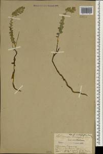Aethionema cordatum (Desf.) Boiss., Caucasus, Armenia (K5) (Armenia)