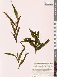 Potamogeton praelongus Wulfen, Siberia, Chukotka & Kamchatka (S7) (Russia)