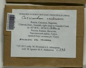 Coscinodon cribrosus (Hedw.) Spruce, Bryophytes, Bryophytes - North Caucasus & Ciscaucasia (B12) (Russia)