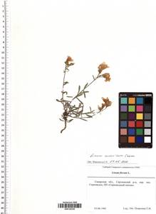 Linum ucranicum (Griseb. ex Planch.) Czern., Eastern Europe, Middle Volga region (E8) (Russia)