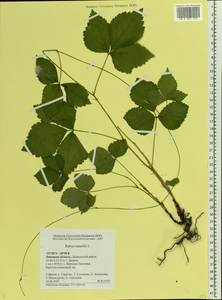 Rubus saxatilis L., Eastern Europe, Central forest-and-steppe region (E6) (Russia)