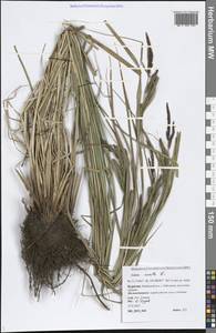 Carex acuta L., Siberia, Baikal & Transbaikal region (S4) (Russia)