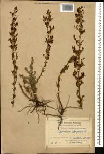Hypericum elongatum Ledeb., Caucasus, Armenia (K5) (Armenia)