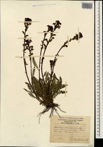 Pedicularis nordmanniana Bunge, Caucasus, South Ossetia (K4b) (South Ossetia)