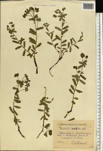 Euphorbia undulata M.Bieb., Eastern Europe, Lower Volga region (E9) (Russia)