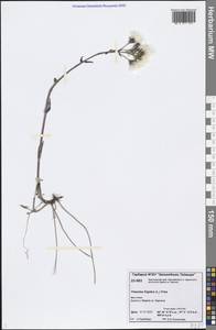 Petasites frigidus (L.) Fr., Siberia, Central Siberia (S3) (Russia)