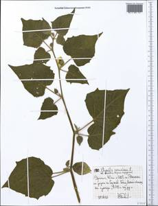 Physalis peruviana L., Africa (AFR) (Ethiopia)