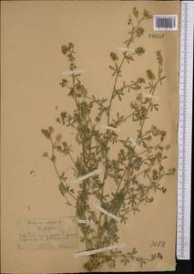 Medicago sativa L., Middle Asia, Western Tian Shan & Karatau (M3) (Kazakhstan)