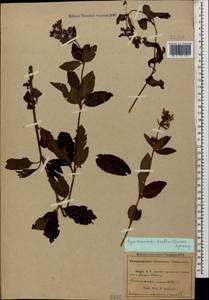 Lysimachia verticillaris Spreng., Caucasus, Abkhazia (K4a) (Abkhazia)