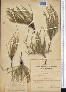 Ephedra distachya L., Middle Asia, Northern & Central Kazakhstan (M10) (Kazakhstan)
