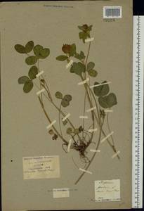 Trifolium pratense L., Eastern Europe, Moscow region (E4a) (Russia)