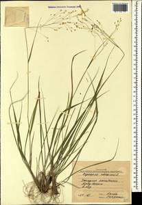 Achnatherum virescens (Trin.) Banfi, Galasso & Bartolucci, Caucasus, Black Sea Shore (from Novorossiysk to Adler) (K3) (Russia)