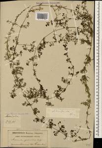 Galium humifusum M.Bieb., Caucasus, Georgia (K4) (Georgia)