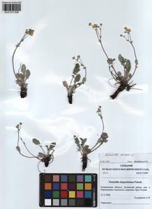 Potentilla sericea L., Siberia, Altai & Sayany Mountains (S2) (Russia)