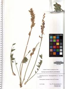Oxytropis spicata (Pall.) O.Fedtsch. & B.Fedtsch., Eastern Europe, Eastern region (E10) (Russia)