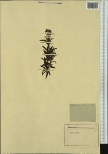 Cistus monspeliensis L., Western Europe (EUR) (France)