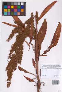 Rumex stenophyllus Ledeb., Eastern Europe, Moscow region (E4a) (Russia)