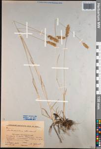 Anthoxanthum odoratum L., Caucasus, Krasnodar Krai & Adygea (K1a) (Russia)