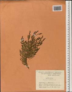 Platycladus orientalis (L.) Franco, South Asia, South Asia (Asia outside ex-Soviet states and Mongolia) (ASIA) (North Korea)