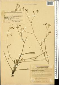 Bupleurum exaltatum M.Bieb., Caucasus, Armenia (K5) (Armenia)