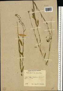 Camelina sativa (L.) Crantz, Eastern Europe, Central region (E4) (Russia)