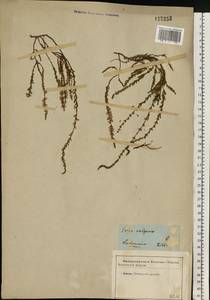 Calluna vulgaris (L.) Hull, Eastern Europe, North Ukrainian region (E11) (Ukraine)