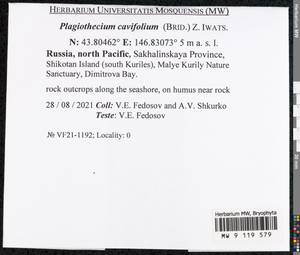Plagiothecium cavifolium (Brid.) Z. Iwats., Bryophytes, Bryophytes - Russian Far East (excl. Chukotka & Kamchatka) (B20) (Russia)