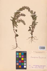 MHA 0 155 941, Dracocephalum thymiflorum L., Eastern Europe, Middle Volga region (E8) (Russia)