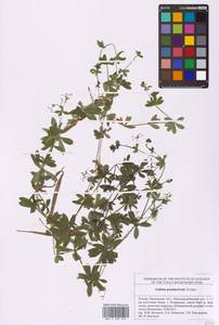 Galium pseudorivale Tzvelev, Eastern Europe, Middle Volga region (E8) (Russia)