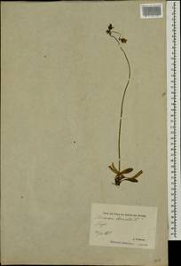 Pilosella lactucella subsp. lactucella, Eastern Europe, Estonia (E2c) (Estonia)