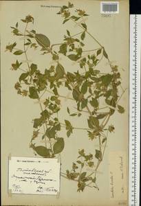 Silene baccifera (L.) Roth, Eastern Europe, North Ukrainian region (E11) (Ukraine)