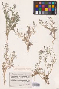 Fumaria schleicheri Soy.-Will., Eastern Europe, Eastern region (E10) (Russia)