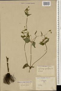 Galinsoga parviflora Cav., Caucasus, North Ossetia, Ingushetia & Chechnya (K1c) (Russia)