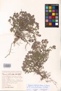 MHA 0 156 904, Thymus calcareus Klokov & Des.-Shost., Eastern Europe, Lower Volga region (E9) (Russia)