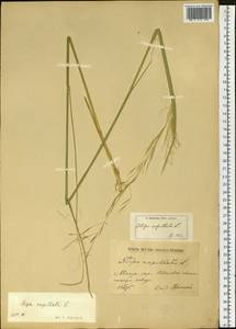 Stipa capillata L., Siberia, Altai & Sayany Mountains (S2) (Russia)