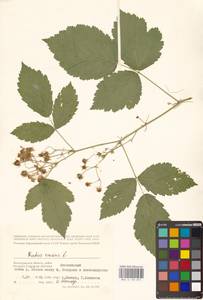 Rubus caesius L., Eastern Europe, Lower Volga region (E9) (Russia)
