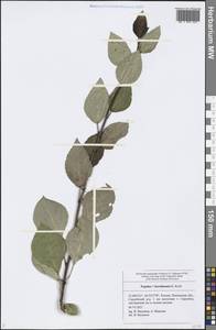 Populus × berolinensis K. Koch, Eastern Europe, Middle Volga region (E8) (Russia)