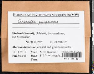 Ceratodon purpureus (Hedw.) Brid., Bryophytes, Bryophytes - Western Europe (BEu) (Finland)